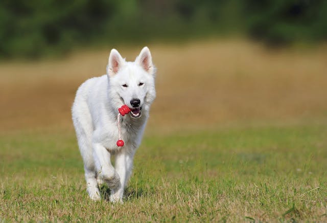 Grünlippmuschelpulver für Hunde